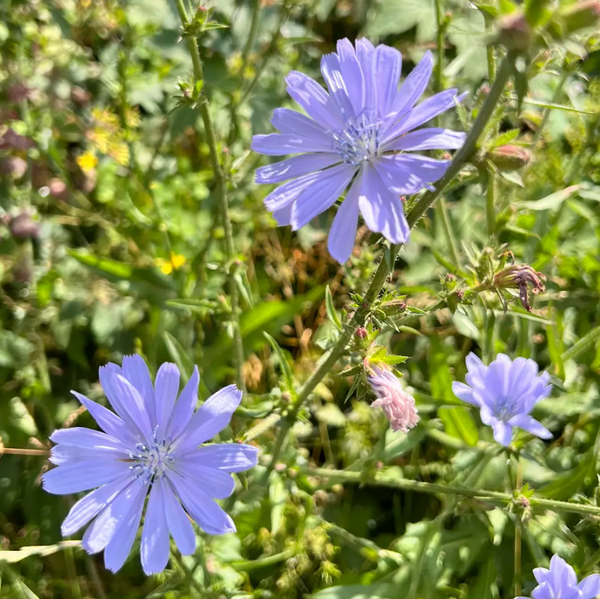 Inulin